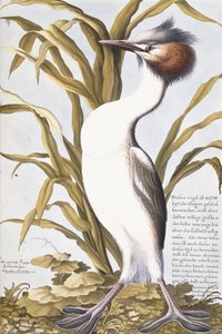 ヘロン、1750-1800 作： German School