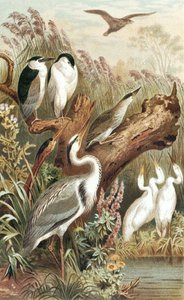 Heron, plate from "Brahms Tierleben":Allgemeine Kunde des Tierreichs", vol.6, p.483 (Bibliographis Institut発行)