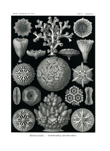 ヘキサコララ、1899-1904 作： German School