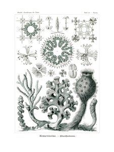 ヘキサクチネラ、1899-1904