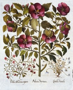 ハイビスカスシリアリアス、臭いカモミール、およびHortus Eystettensisから、バジルベスラー（1561-1629）パブ。 1613 作： German School