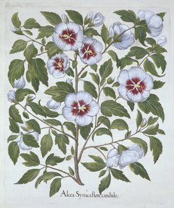 Hortus EystettensisからのHibiscus syriacus、Basil Besler（1561-1629）、パブ。 1613（手塗りの彫刻） 作： German School