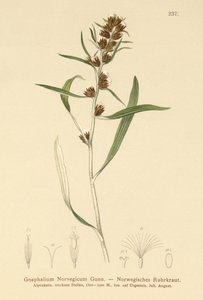 ハイランドカッドウィード（Gnaphalium norvegicum） 作： German School