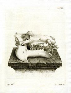 カバの頭蓋骨（彩色彫刻 作： German School