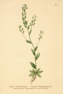 Hoary Whitlow-grass（ドラバトーマスイ） 作： German School