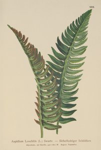 ホリーシダ（Aspidium Lonchitis、Polystichum lonchitis） 作： German School