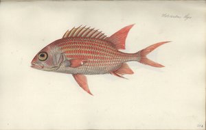 1790年以前のホロセントラス昇天（紙にトイレ） 作： German School