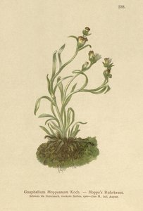 コップウィードホップ（Gnaphalium Hoppeanum、Omalotheca hoppeana） 作： German School