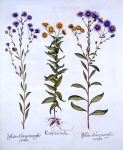 HorseweedButterweedFleabaneおよびHortus EystettensisのEuropean Michaelmas Daisies、バジルベスラー（1561-1629）、パブ。 1613（手描きの彫刻） 作： German School