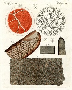 人間の皮膚と血液 作： German School