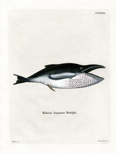 ザトウクジラ（彩色済み彫刻 作： German School