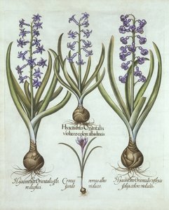 ヒヤシンスとオータムクロッカス、Hortus Eystettensis作、Basil Besler（1561-1629）、パブ。 1613（手塗りの彫刻） 作： German School