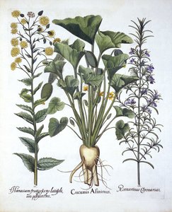 Iキュウリを潮吹き、iiナローリーフホークウィード、iiiローズマリー、Hortus Eystettensis、Basil Besler（1561-1629）pub。 1613 作： German School