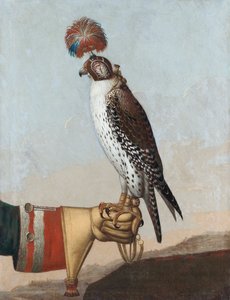 アイスランドのハヤブサ、1759 作： German School