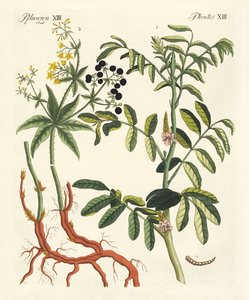 重要な染料植物