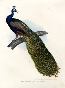 インド青クジャク、1864 作： German School