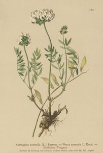 インディアンミルクヴェッチ（Astragalus australis、Astragalus aboriginum、Phaca australis） 作： German School