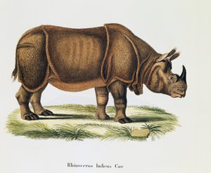 インドサイ（Rhinoceros indicus）、Johann Christian Daniel von Schreber（1739-1810）著「Mammals illustrated from Nature with descriptions」より、A Fleischmannによる彫刻・図版、第6-7巻、表317-D-D、ドイツ 作： German School