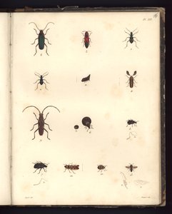 Insecta、Pl。XVI、大西洋地域、新大陸の内部、および南海で179年間に行われた、動物学および比較解剖学の大要の図解 作： German School