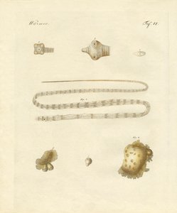 腸内細菌（彩色彫刻 作： German School