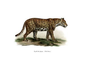 ジャガー、1860 作： German School