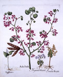 ユダの木、メイリリー、ムーンワート、リバワート、ホルトゥスEystettensis、バジルベスラー（1561-1629）、パブ。 1613（手描きの彫刻） 作： German School