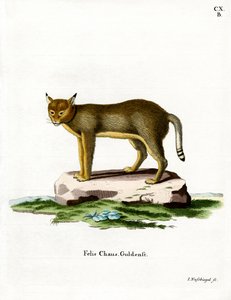 ジャングル・キャット（彩色済み彫刻