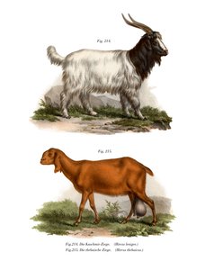 カシミールヤギ、1860 作： German School