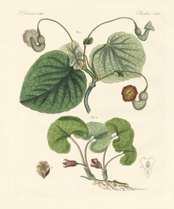 アリストロキアの植物の種類（彩色済み彫刻 作： German School