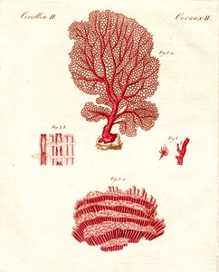 珊瑚の種類（彩色彫刻 作： German School