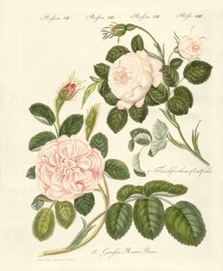 薔薇の種類（彩色彫刻 作： German School