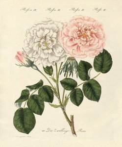 薔薇の種類（彩色彫刻 作： German School