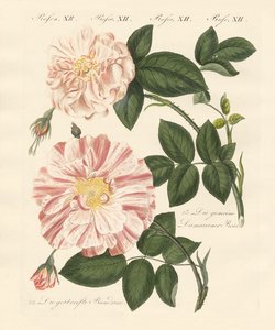 薔薇の種類（彩色彫刻 作： German School