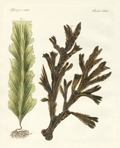 海藻の種類（彩色済み彫刻 作： German School