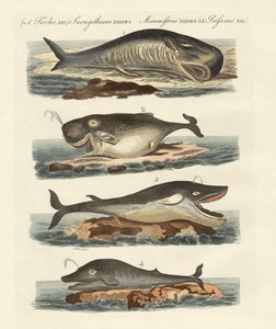 クジラの種類 作： German School