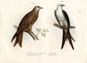 カイト、1864