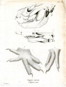 コアラ（彩色済み彫刻 作： German School