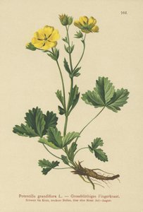 大輪ポテンティラ（Potentilla grandiflora） 作： German School