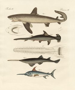 獲物の大きな魚 作： German School
