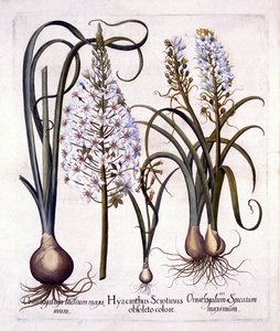 後期ヒヤシンスとベツレヘムの星、Hortus Eystettensis作、Basil Besler（1561-1629）、パブ。 1613（手描きの彫刻） 作： German School