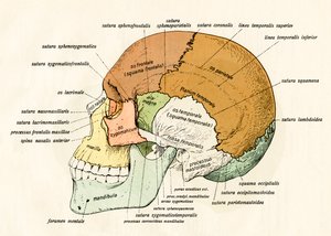 人間の頭蓋骨の骨の側面図