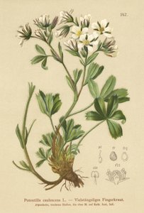 緩いチンクエホイル（Potentilla caulescens）