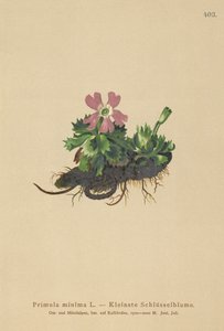 最小サクラソウ（Primula minima、Auriculastrum primula、Primula veris） 作： German School