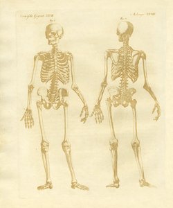 人体からの足の構造 作： German School