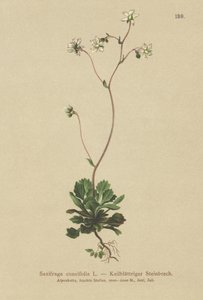 レッサーロンドンプライド（Saxifraga cuneifolia） 作： German School