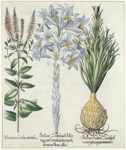 リリー：1.Sultan Zambach Martagon Constantinople白い花2.Veronica line carnlea 3.Bulbus Sultan Zambach cuminfeunipartecaulis、バジルベスラーによるEystettensis（1561-1629）、パブ。 1613 作： German School