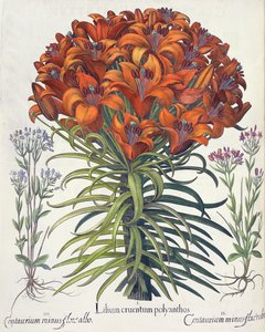 リリーとセンタリー：1.リリウムの出血とポリアントス; 2.Centaurium少ない赤い花; 3.バジルベスラー（1561-1629）によるEystettensisからのケンタリウムの小さな白い花、パブ。 1613