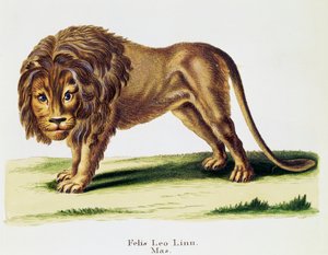 ライオン（Felis leo）、Johann Christian Daniel von Schreber（1739-1810）著「Mammals illustrated from Nature with descriptions」より、H I Tisroffによる彫刻、第3巻、表97-A、ドイツ 作： German School