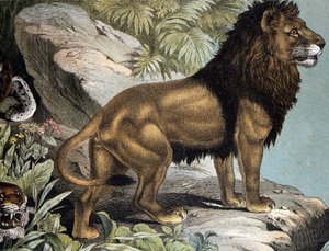ライオン - "Natural History of Mammals", ed.シュライバー、ミュンヘン 作： German School