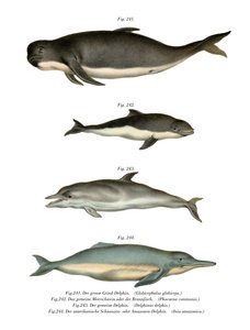 ナガスクジラ、1860 作： German School